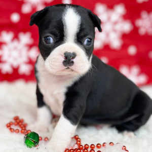 Boston Terrier Puppy Jonah