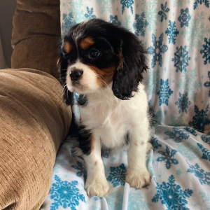 Cavalier King Charles Spaniel Puppy Freman