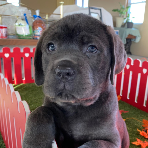 Cane Corso Puppy Niko