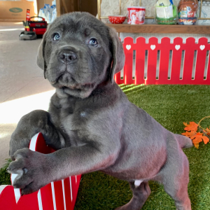 Cane Corso Puppy Niko