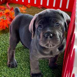 Cane Corso Puppy Niko