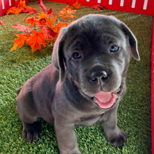 Cane Corso Puppy Niko