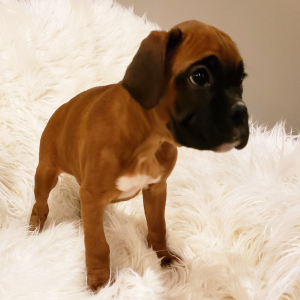 Boxer Puppy Bennett