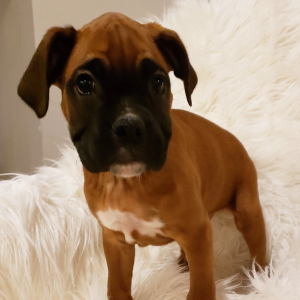 Boxer Puppy Bennett