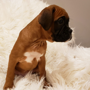 Boxer Puppy Bennett