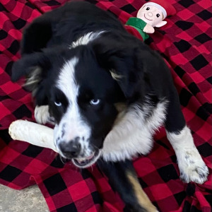 Australian Shepherd Puppy Parker
