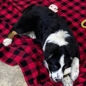 Australian Shepherd Puppy Parker