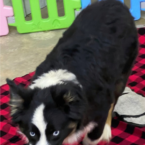 Australian Shepherd Puppy Parker