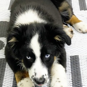 Australian Shepherd Puppy Parker