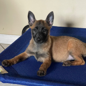 Belgian Malinois Puppy Kim
