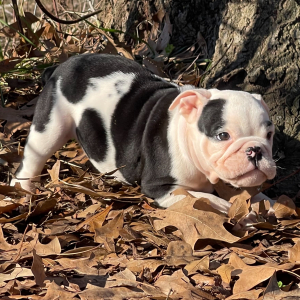 Bulldog Puppy Sugar Plum