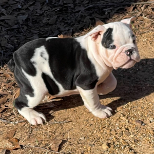 Bulldog Puppy Sugar Plum