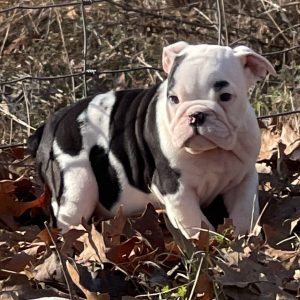 Bulldog Puppy Sugar Plum