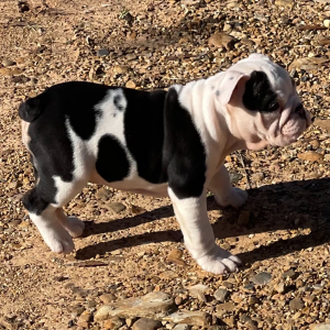 Bulldog Puppy Sugar Plum