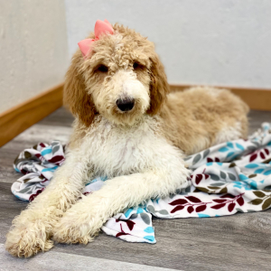 Poodle Puppy Raegan