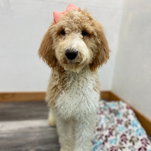 Poodle Puppy Raegan