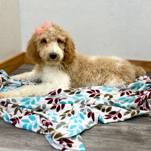 Poodle Puppy Raegan