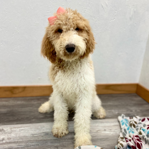 Poodle Puppy Raegan