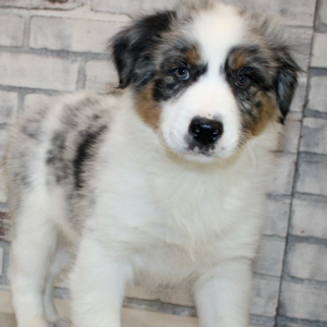 Australian Shepherd Puppy Quincy