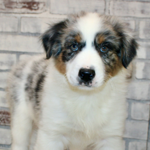 Australian Shepherd Puppy Quincy