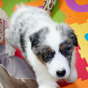 Australian Shepherd Puppy Quincy