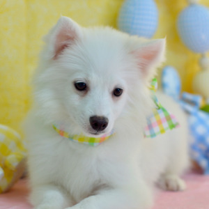 American Eskimo Dog Puppy Lena