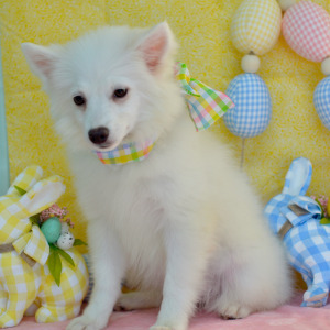 American Eskimo Dog Puppy Lena