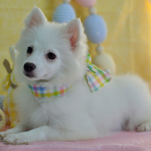 American Eskimo Dog Puppy Lena