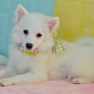 American Eskimo Dog Puppy Lena