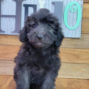 Schnoodle Puppy Lilly