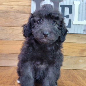 Schnoodle Puppy Lilly