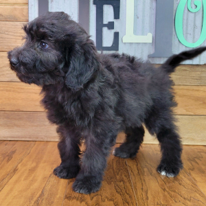 Schnoodle Puppy Lilly