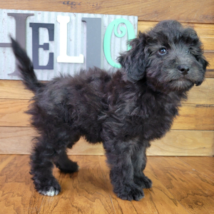 Schnoodle Puppy Lilly