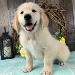 Golden Retriever Puppy Roddy