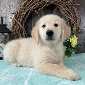 Golden Retriever Puppy Roddy