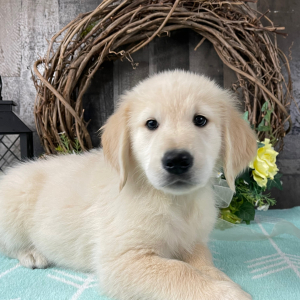 Golden Retriever Puppy Roddy