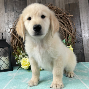 Golden Retriever Puppy Roddy