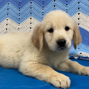 Golden Retriever Puppy Dina