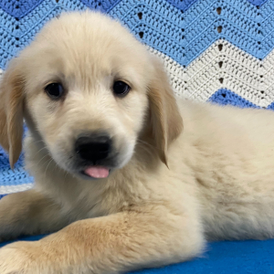 Golden Retriever Puppy Dina