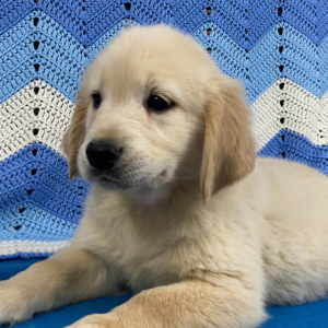 Golden Retriever Puppy Dina