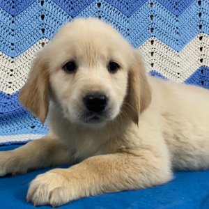 Golden Retriever Puppy Dina