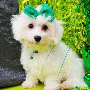 Bichon Frise Puppy Abbey