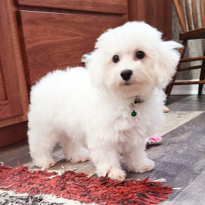 Bichon Frise Puppy Abbey