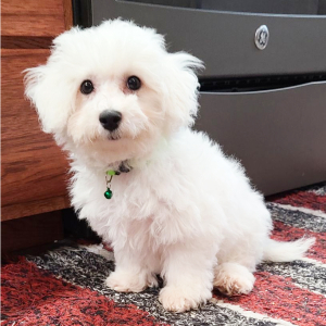 Bichon Frise Puppy Abbey
