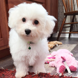 Bichon Frise Puppy Abbey