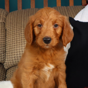 Goldendoodle Puppy Gabrielle