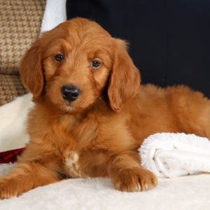 Goldendoodle Puppy Gabrielle