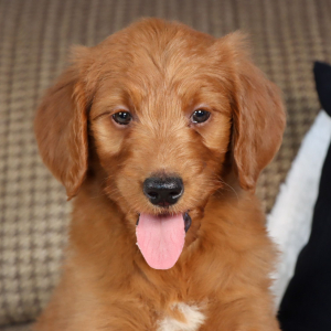 Goldendoodle Puppy Gabrielle