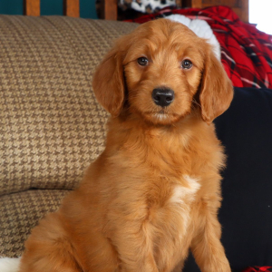 Goldendoodle Puppy Gabrielle