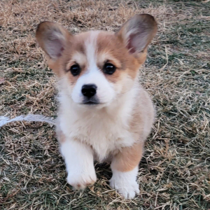 Pembroke Welsh Corgi Puppy Loop